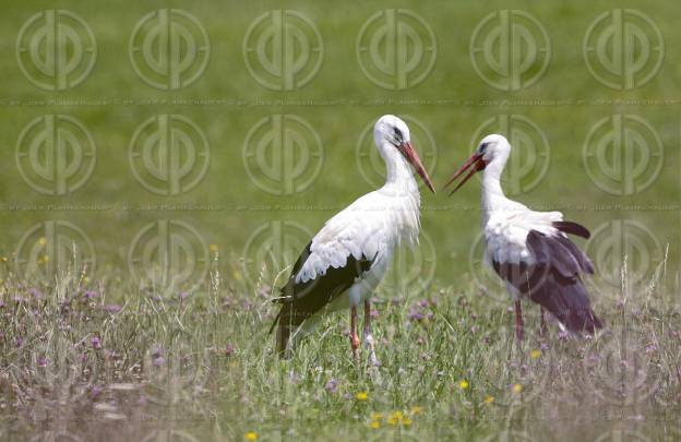 Natur in Stadtnähe - Störche in der Ragnitz