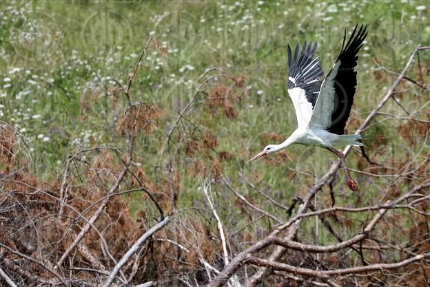 Natur in Stadtnähe -  4 Störche in der Ragnitz