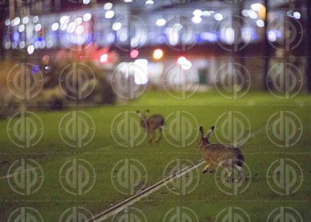 Wildtiere in Großstadt