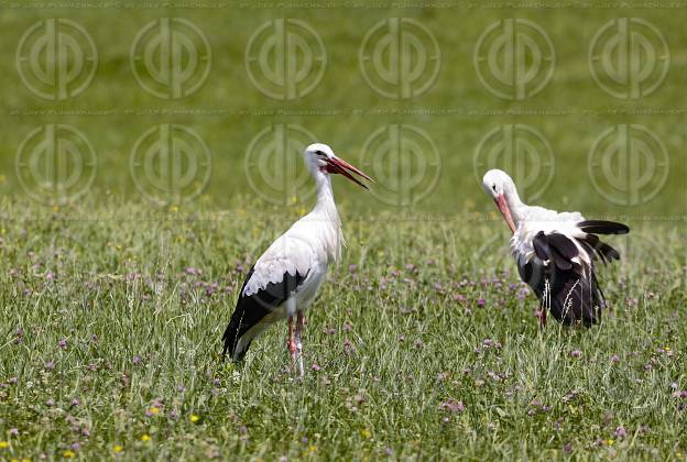 Natur in Stadtnähe - Störche in der Ragnitz