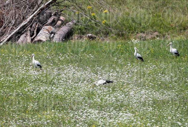 Natur in Stadtnähe -  4 Störche in der Ragnitz