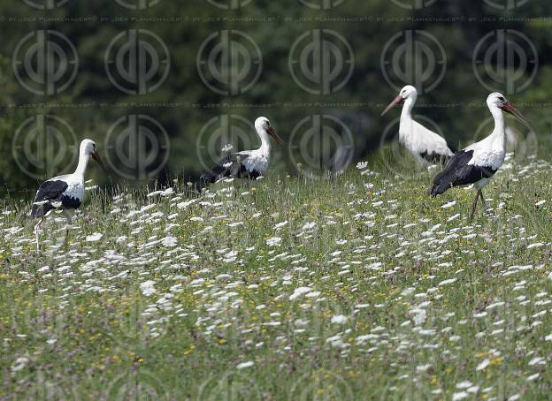 Natur in Stadtnähe -  4 Störche in der Ragnitz