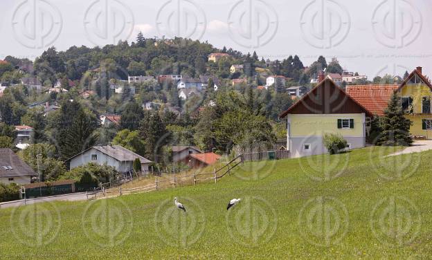 Natur in Stadtnähe - Störche in der Ragnitz