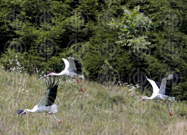 Natur in Stadtnähe -  4 Störche in der Ragnitz