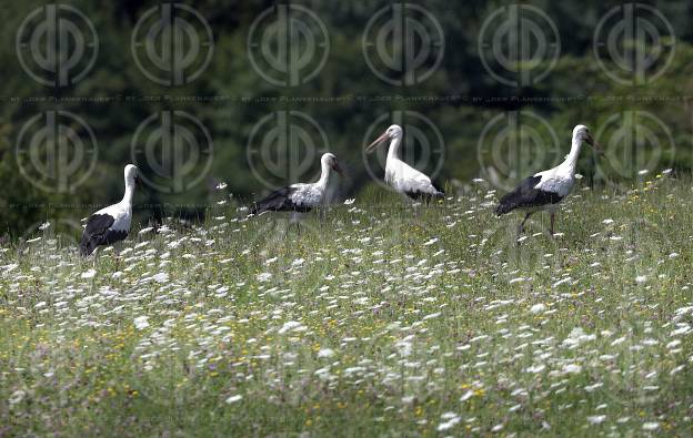 Natur in Stadtnähe -  4 Störche in der Ragnitz