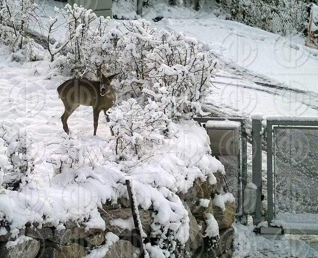 Wildtiere im Wohnbereich