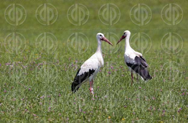 Natur in Stadtnähe - Störche in der Ragnitz