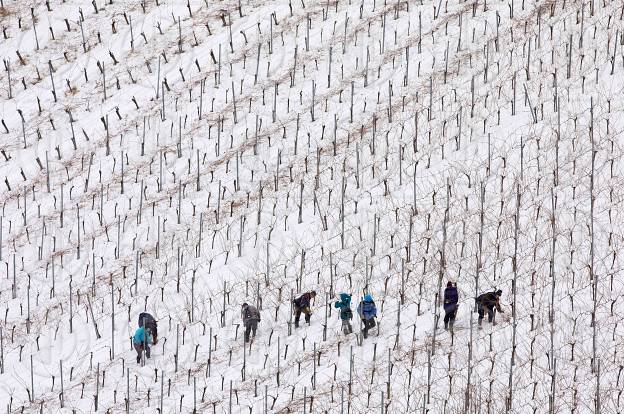 Weinland im Winter