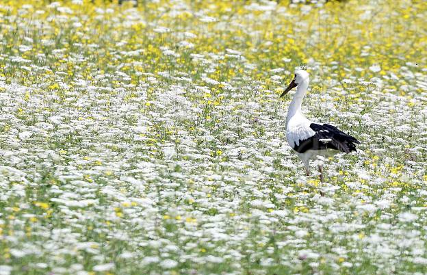 Natur in Stadtnähe -  4 Störche in der Ragnitz